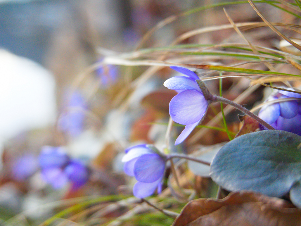 Anderszeit_1920_Frühlingserwachen am Alatsee