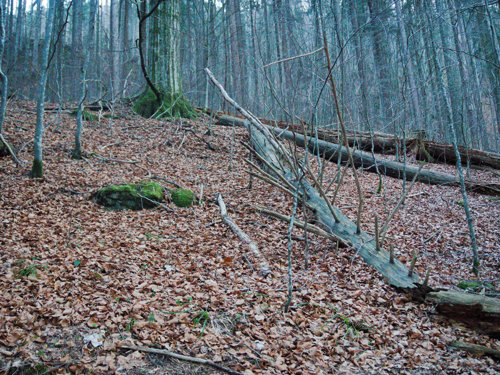 Anderszeit_1920_Lebensraum Todholz