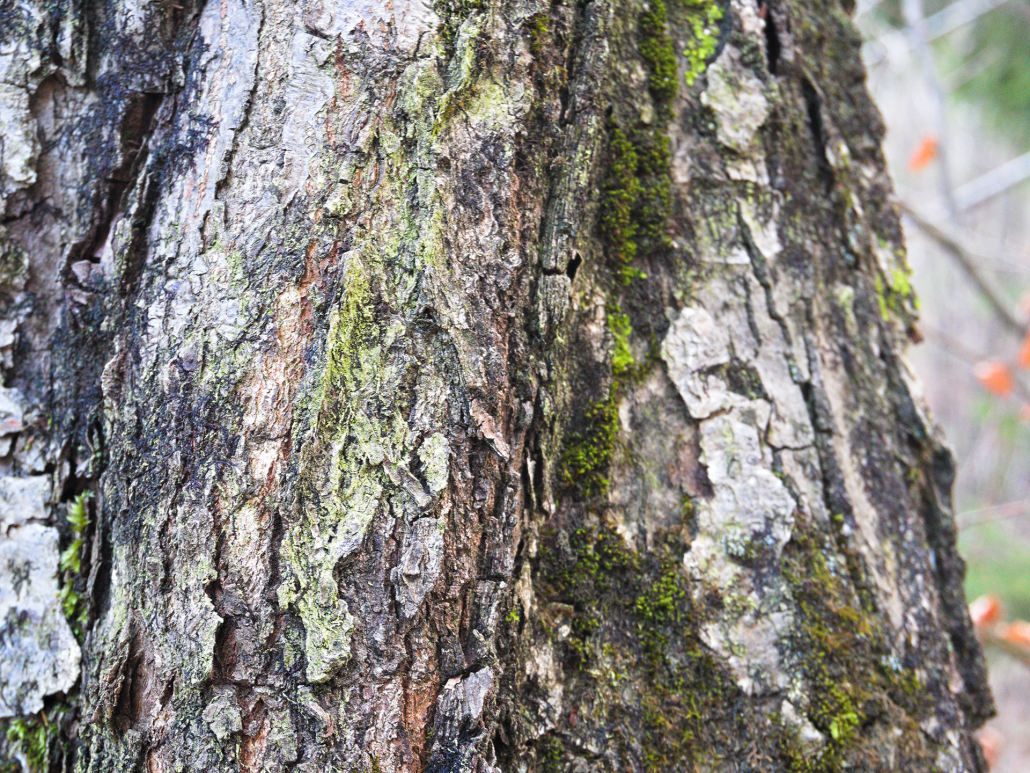 Anderszeit_1920_Rinde Baum am Alatsee