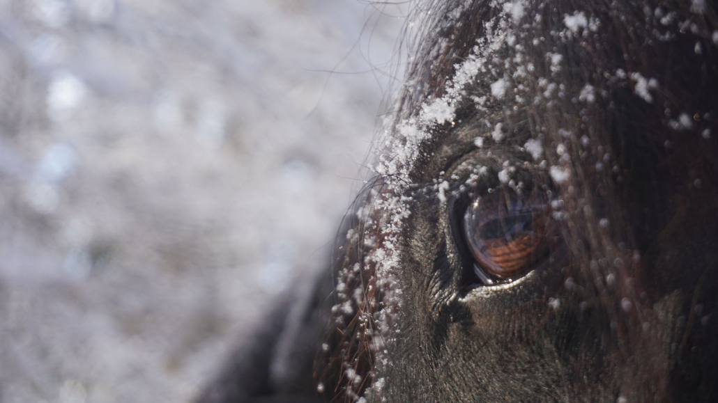 13_Anderszeit_Dezember_Kutschbetriebe_1920